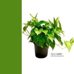 home decorative craft - Leafy Tales Green Money Plant 