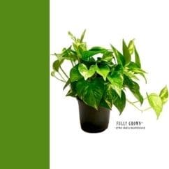 home decorative craft - Leafy Tales Green Money Plant