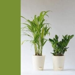 diy home decor crafts - Ugaoo Air Purifier Indoor Plants